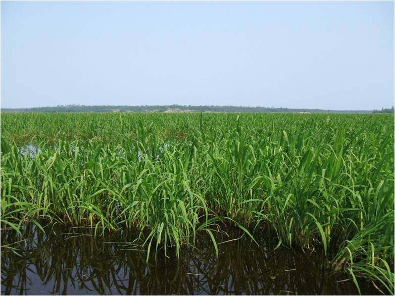 Wild Rice Lake